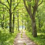 Ebook: Paganismo, Wicca e Bruxaria – Tradições, Magia e Conexão Espiritual