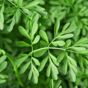 Ritual de Purificação e Equilíbrio do Lar