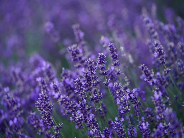 lavender-4765498-1280-1.jpg