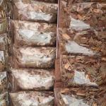 Pacotinhos de Ervas com Intenção Amor – Banhos, Defumações e Rituais Energéticos